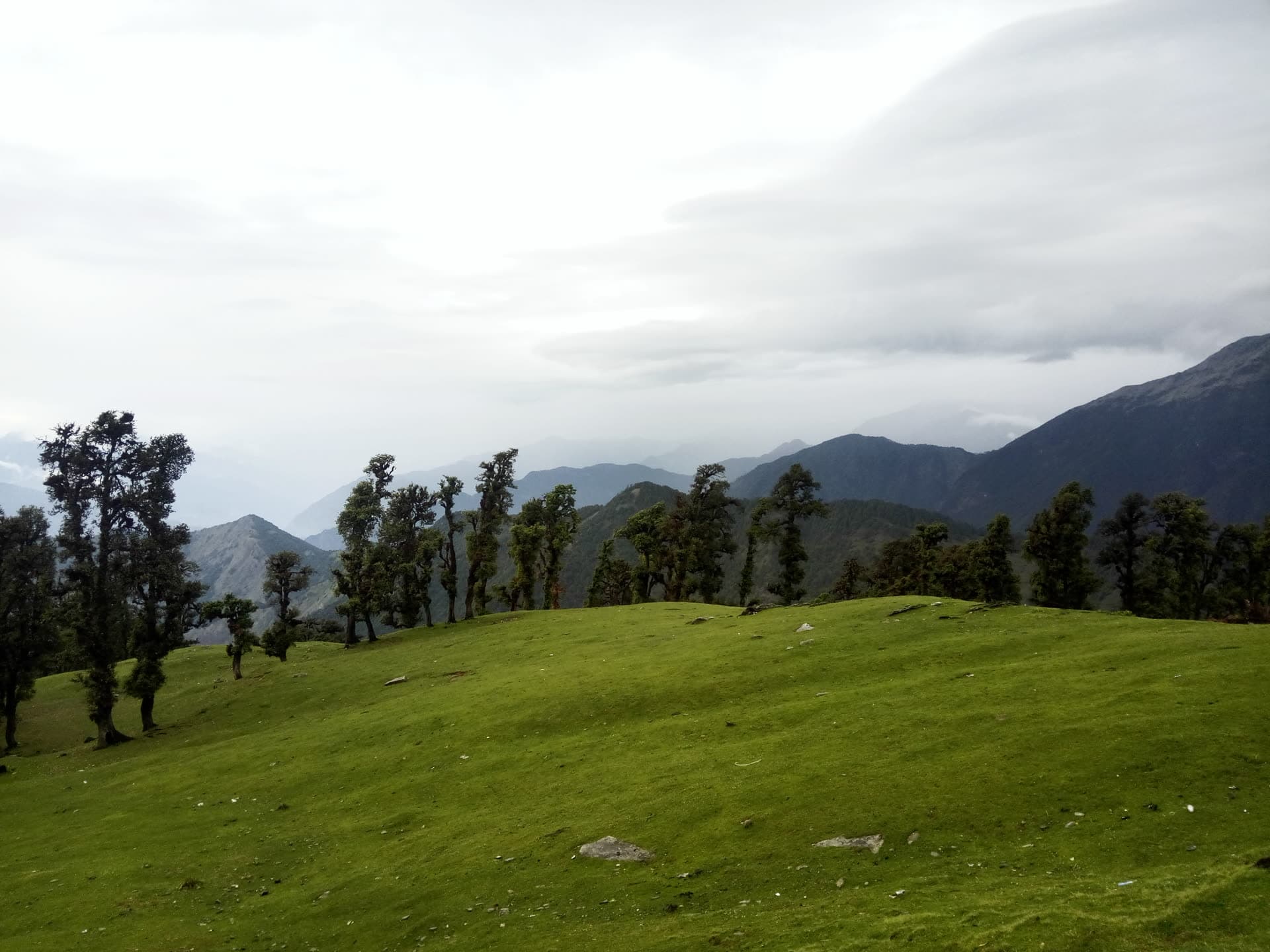 A wide green mountain meadow ringed by deodar trees, with peaks behind